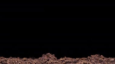 4K Zamanaşımı Salatalık Yetiştirme