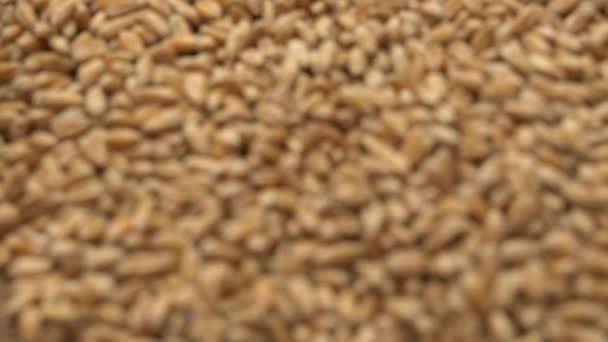 Зерно пшениці в мішку — стокове відео