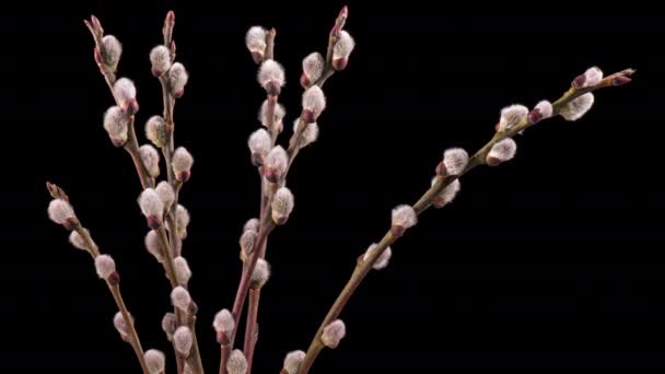 4K Time Lapse flores de sauce florecientes — Vídeos de Stock