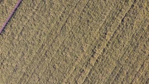 Campo de trigo en primavera disparado por dron — Vídeos de Stock