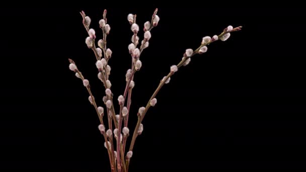 4K Time Lapse flores de sauce florecientes — Vídeo de stock