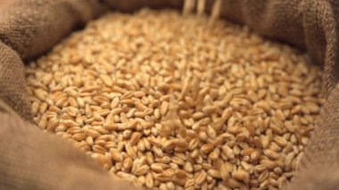 Torbaya düşen buğday taneleri