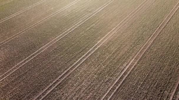 Campo di grano a primavera colpito da drone — Video Stock