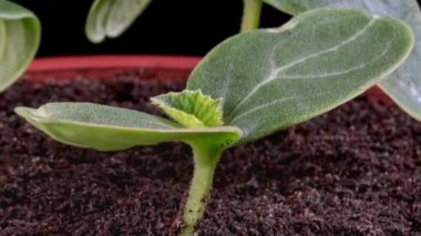 Zaman Hızı salatalık yetiştiriyor.