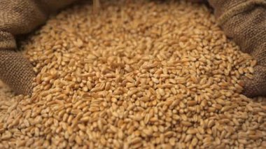 Torbaya düşen buğday taneleri