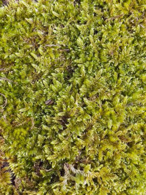 Yeşil yosun dokusu