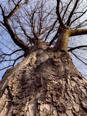 Ağaç gövdesi ve dallar