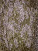 Struktura kůry stromu