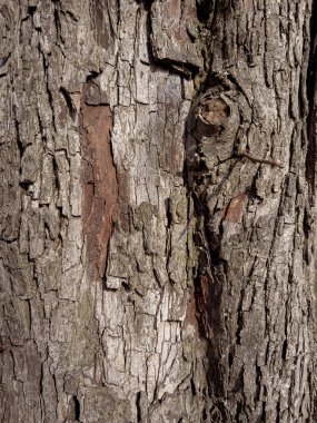 Ağaç kabuğu dokusu