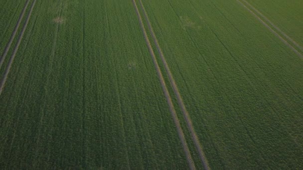 Imagini cu drone de câmp de primăvară — Videoclip de stoc