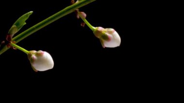 Çiçek açan kiraz çiçeklerinin zaman aşımı