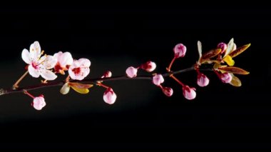 Çiçek açan kiraz çiçeklerinin 4K Zaman Süreleri