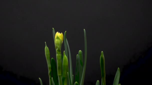 4K Time Lapse of flowering daffodil — Vídeo de Stock