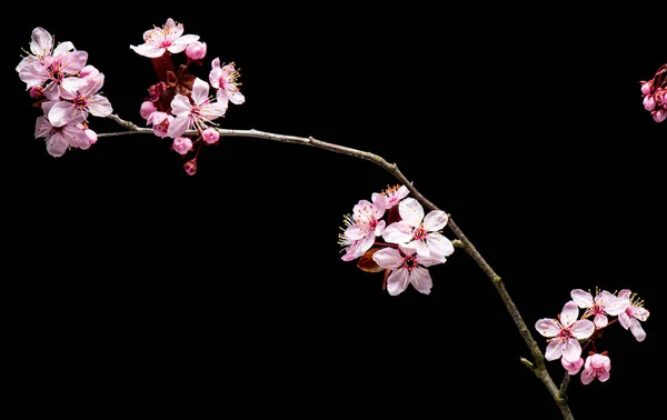 Floraison Fleurs de cerisier — Photo