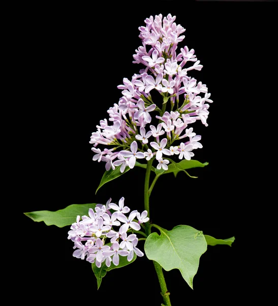 Lilakkvistar blommar — Stockfoto