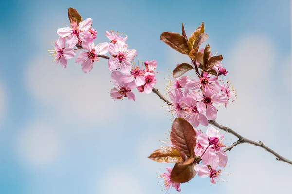 Floraison Fleurs de cerisier — Photo
