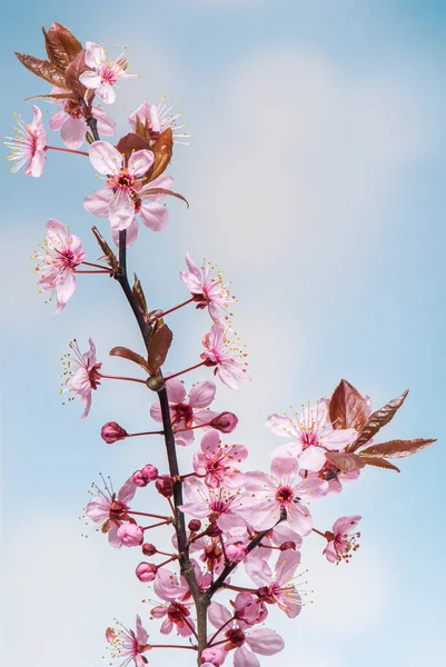 Flowering Cherry flowers — Stock Photo, Image