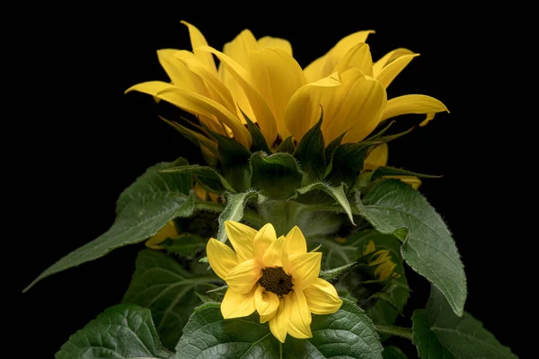 Young sunflower flower