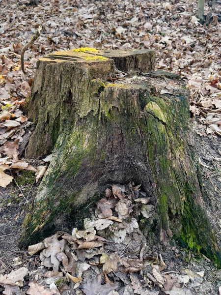 Oude boomstronk bedekt mos — Stockfoto