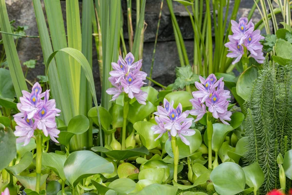 Flower Water Hyacinth blooming — Stock Photo, Image