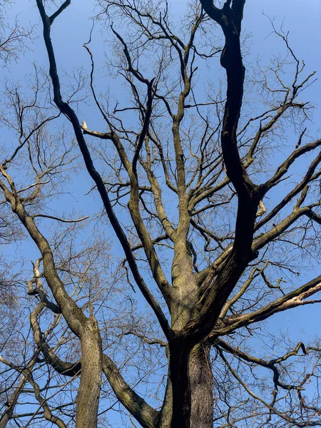 Tree trunk and branches — Stock Photo, Image