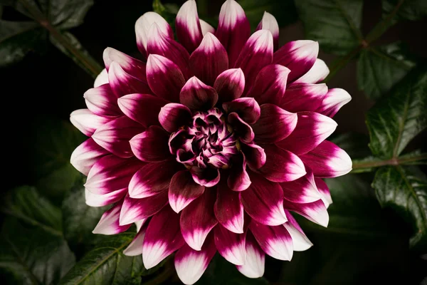 Çiçek açan Dahlia — Stok fotoğraf