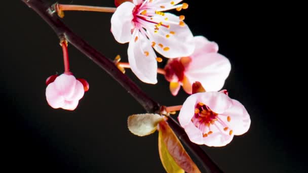 Time Lapse of flowering Cherry flowers — Stock Video