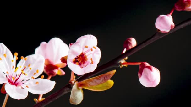 Time Lapse of flowering Cherry flowers — Stock Video