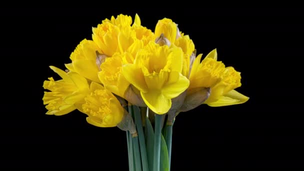 4K Time Lapse of flowering daffodil — Vídeo de Stock