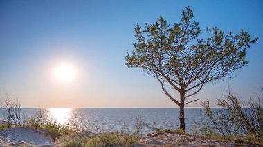 Gün batımında sahilde ağaç