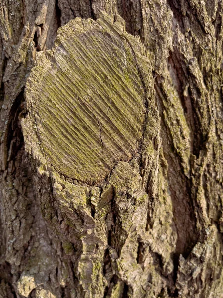 Textura de corteza de árbol —  Fotos de Stock