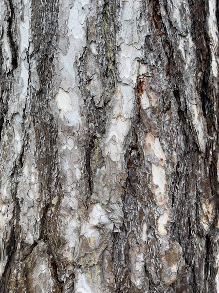 Textura da casca da árvore — Fotografia de Stock