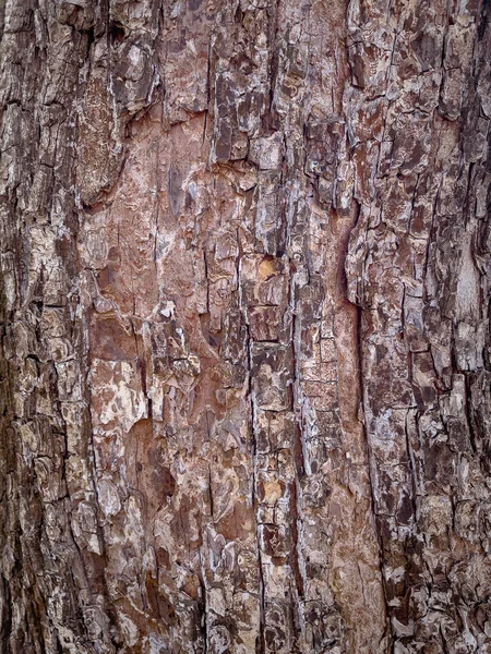 Textura da casca da árvore — Fotografia de Stock