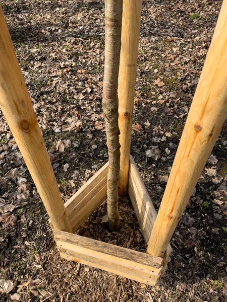 Plantar árboles en el parque — Foto de Stock