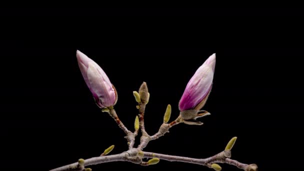 4K Czas upływu kwitnienia Magnolia — Wideo stockowe