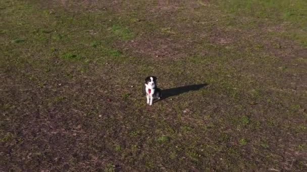 Hond zit in het veld — Stockvideo