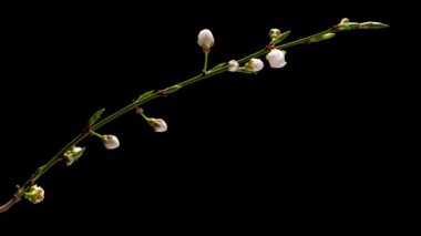 Çiçek açan kiraz çiçeklerinin 4K Zaman Süreleri