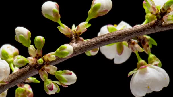 Tidsförskjutning av blommande körsbärsblommor — Stockvideo