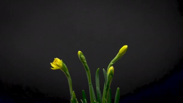 4K Tiempo de caducidad del narciso de floración — Vídeos de Stock