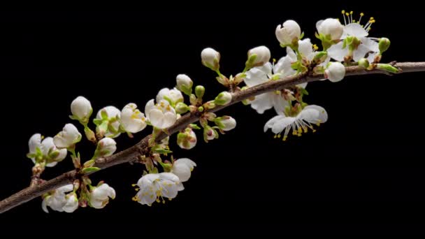 4K Time Lapse of flowering Cherry flowers — Stock Video