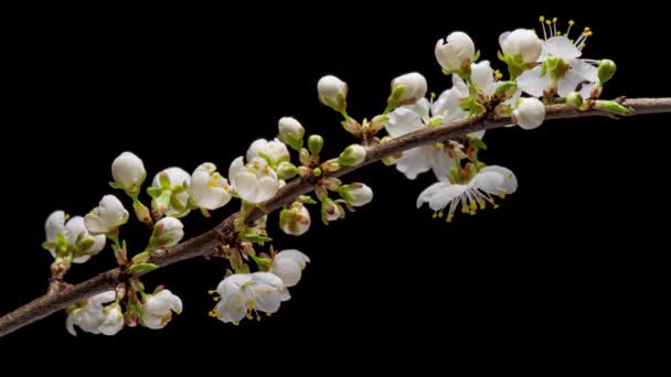 4 K時間開花のラップ桜の花 — ストック動画