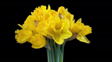 Çiçek açan nergis 'in 4K Zaman Süreleri