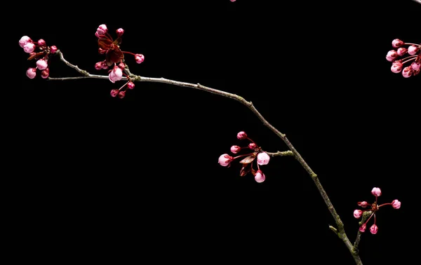 Floraison Fleurs de cerisier — Photo