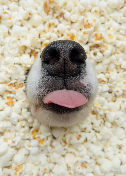 Pies w popcornie — Zdjęcie stockowe