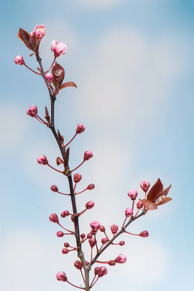 Floraison Fleurs de cerisier — Photo