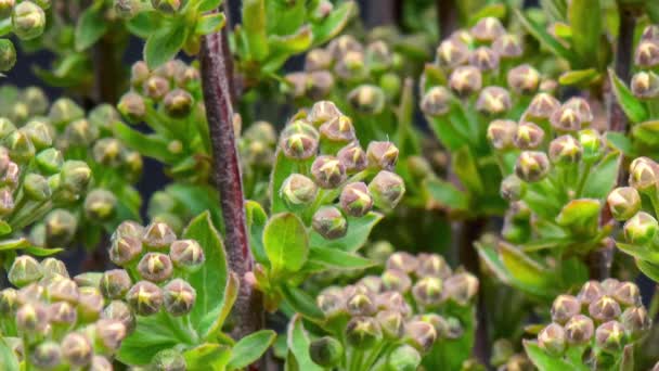 Time Lapse of Spiraea bush — Videoclip de stoc