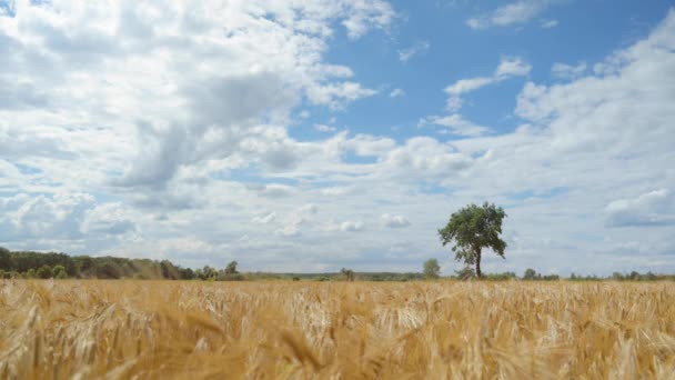 Campo de cevada dourada — Vídeo de Stock