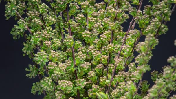 4K Time Lapse of Spiraea bush — Vídeo de Stock