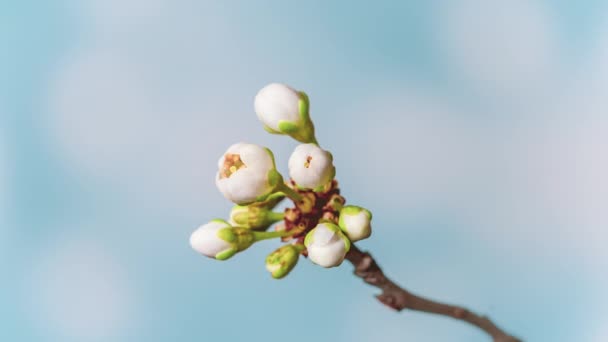 4K Tidsfördröjning av blommande körsbärsblommor — Stockvideo