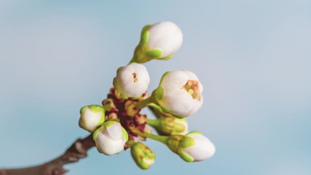 Zeitraffer blühender Kirschblüten — Stockvideo